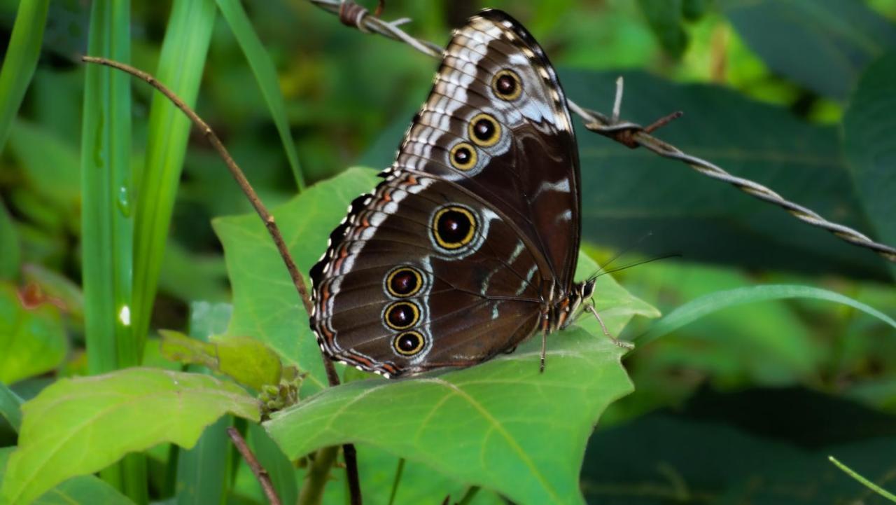 Malekus Mountain Lodge Aguas Claras  ภายนอก รูปภาพ