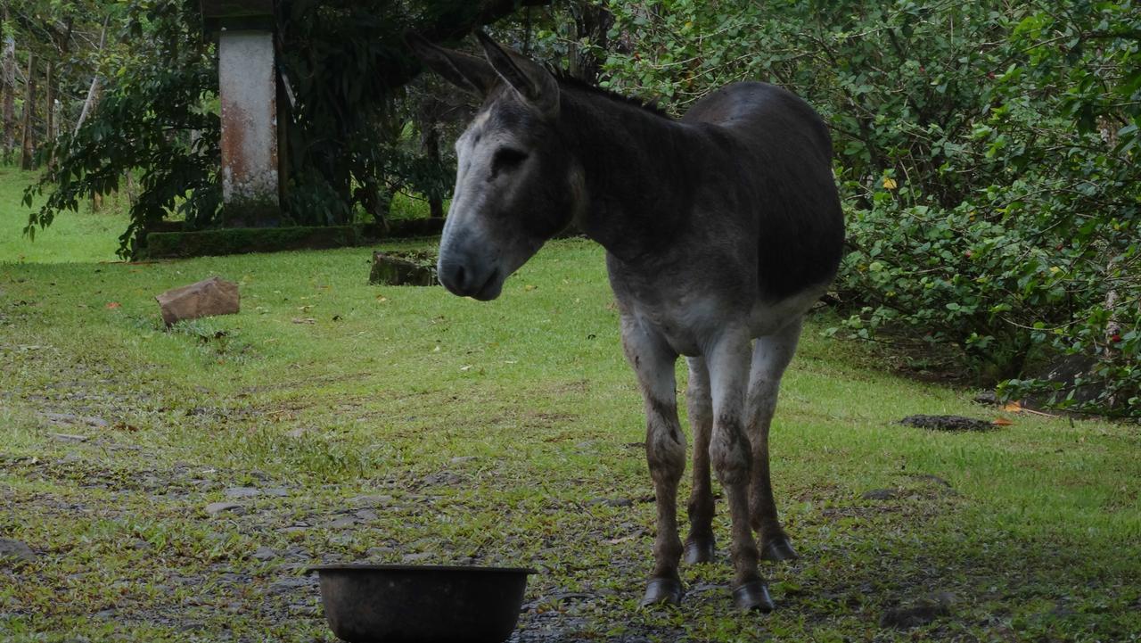 Malekus Mountain Lodge Aguas Claras  ภายนอก รูปภาพ